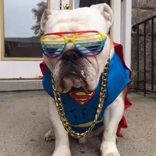 训练斗牛犬时，要注意的事情