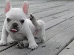 训练斗牛犬时，要注意的事情