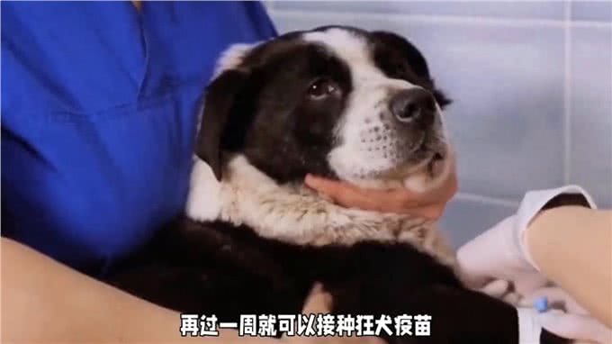 养狗经验分享，狗狗打疫苗的最佳时机与注意事项，你了解吗