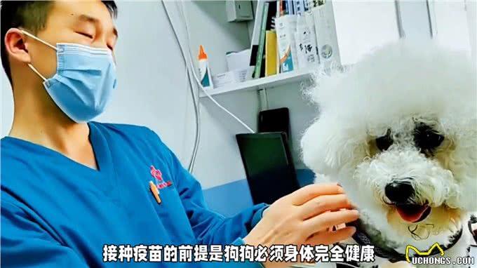 养狗经验分享，狗狗打疫苗的最佳时机与注意事项，你了解吗