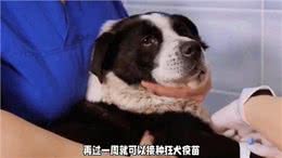 养狗经验分享，狗狗打疫苗的最佳时机与注意事项，你了解吗