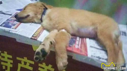 狗的狂犬疫苗多久打一次?