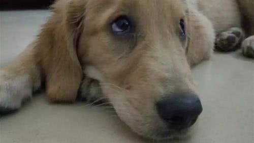 狗的狂犬疫苗多久打一次?