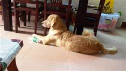 狗的狂犬疫苗多久打一次?