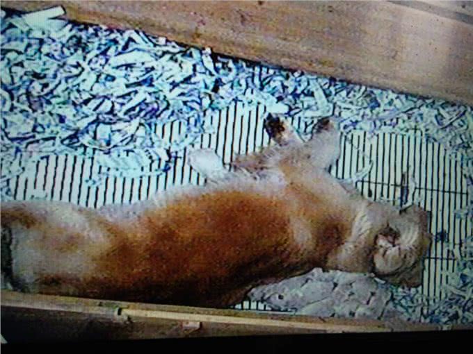 你知道狗狗可能也需要接产吗?(正常分娩篇)