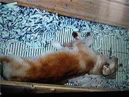 你知道狗狗可能也需要接产吗?(正常分娩篇)