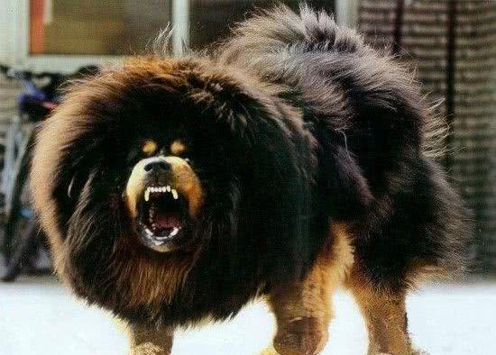 世界上最贵的10种狗狗，最贵的一条35万美金!而他就养了5条