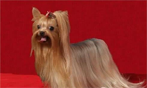 世界上最贵的10种狗狗，最贵的一条35万美金!而他就养了5条