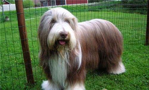 世界上最贵的10种狗狗，最贵的一条35万美金!而他就养了5条