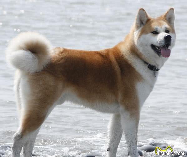 世界上最贵的10种狗狗，最贵的一条35万美金!而他就养了5条