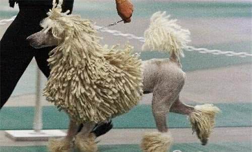 世界上最贵的10种狗狗，最贵的一条35万美金!而他就养了5条