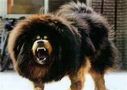 世界上最贵的10种狗狗，最贵的一条35万美金!而他就养了5条