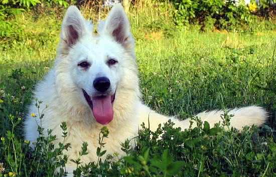 白色德国牧羊犬(白色瑞士牧羊犬)的起源