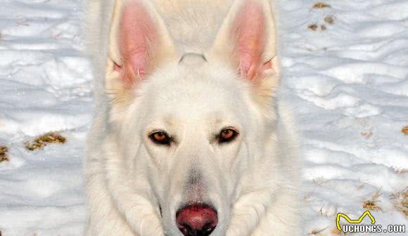 白色德国牧羊犬(白色瑞士牧羊犬)的起源