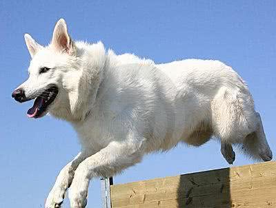 白色德国牧羊犬(白色瑞士牧羊犬)的起源