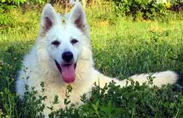 白色德国牧羊犬(白色瑞士牧羊犬)的起源