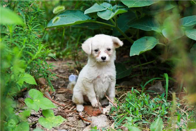 狗狗发烧又流鼻涕，主人以为狗狗感冒了，其实可能是致命的犬瘟热