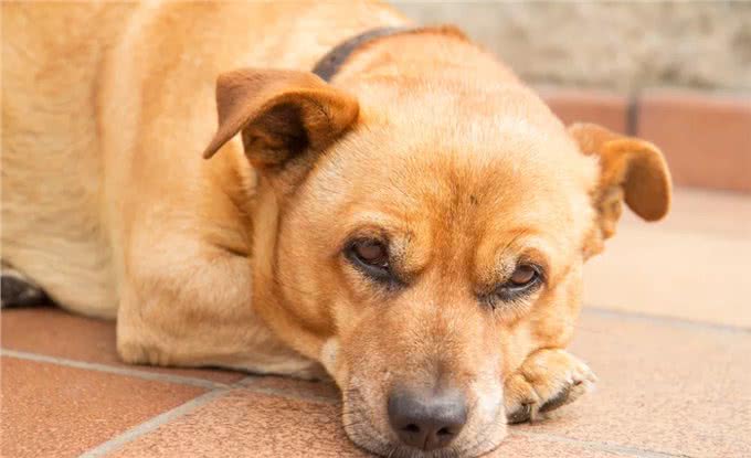 狗狗发烧又流鼻涕，主人以为狗狗感冒了，其实可能是致命的犬瘟热