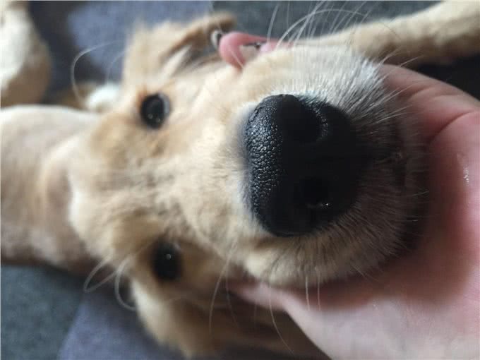 狗狗发烧又流鼻涕，主人以为狗狗感冒了，其实可能是致命的犬瘟热