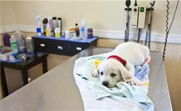 狗狗发烧又流鼻涕，主人以为狗狗感冒了，其实可能是致命的犬瘟热