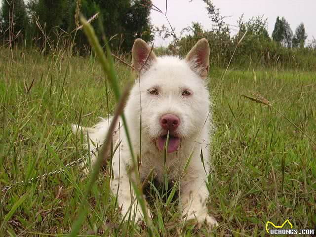 贵州黔东南世界级猎犬是怎样的世界级，原来秘密都在这里