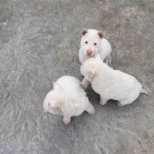 贵州黔东南世界级猎犬是怎样的世界级，原来秘密都在这里