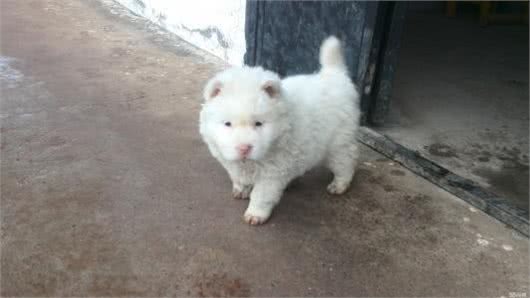 贵州黔东南世界级猎犬是怎样的世界级，原来秘密都在这里