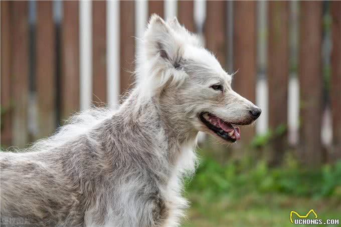 狗狗皮肤容易感染的异常原因