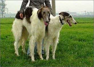 中东最贵身价狗，一条价值20多万的伊朗国宝萨路基犬太美