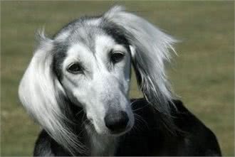 中东最贵身价狗，一条价值20多万的伊朗国宝萨路基犬太美