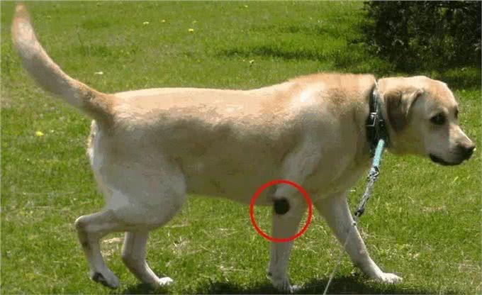 狗腿上有老茧?都是主人的祸