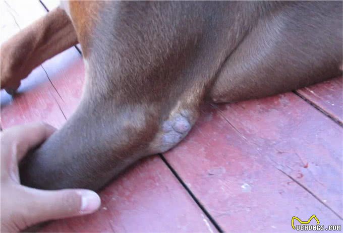 狗腿上有老茧?都是主人的祸