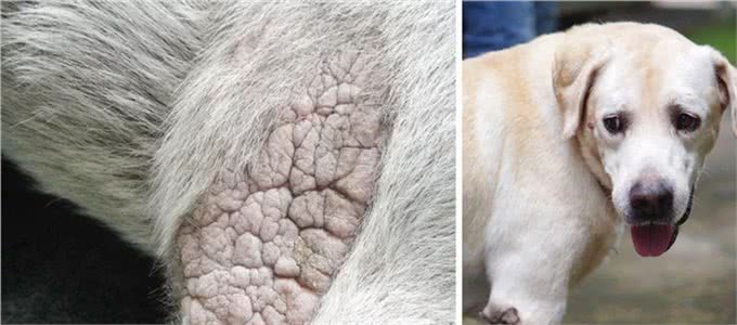狗腿上有老茧?都是主人的祸