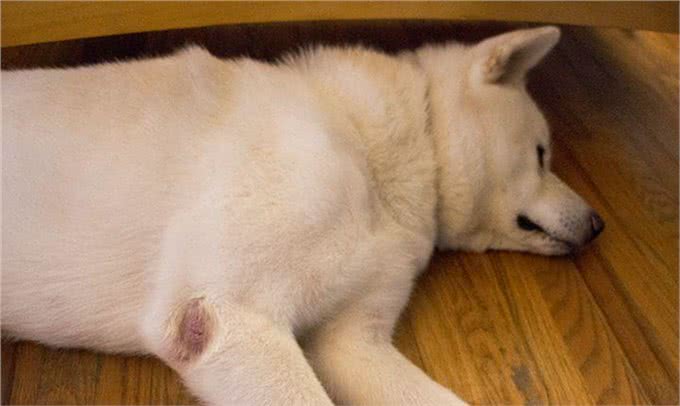 狗腿上有老茧?都是主人的祸