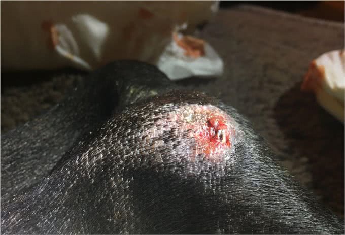 狗腿上有老茧?都是主人的祸