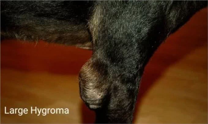 狗腿上有老茧?都是主人的祸