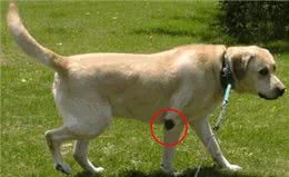 狗腿上有老茧?都是主人的祸