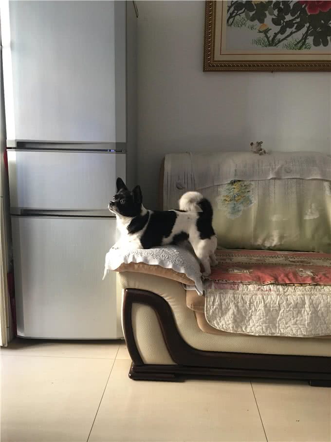 狗狗得过两次大病,我比自己生病还心疼