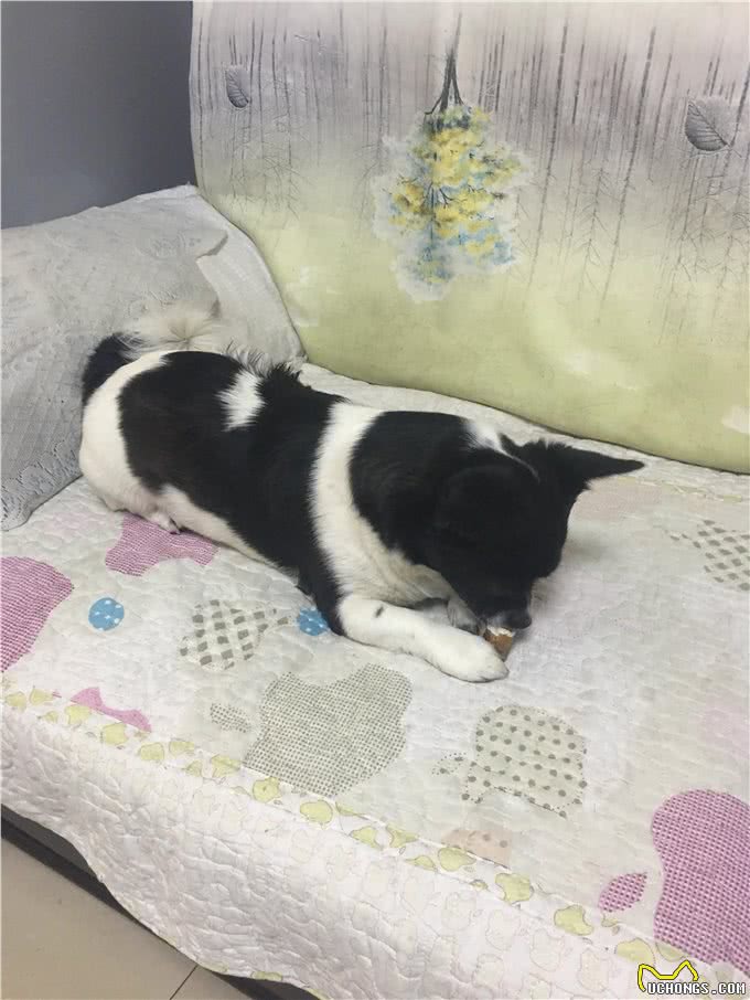 狗狗得过两次大病,我比自己生病还心疼