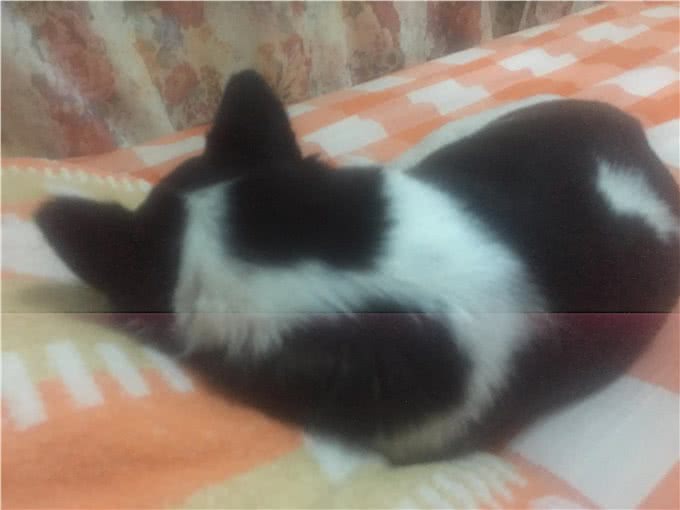 狗狗得过两次大病，我比自己生病还心疼