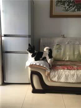 狗狗得过两次大病，我比自己生病还心疼