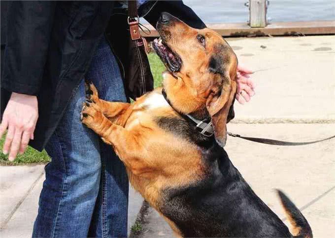 狗狗用爪子扒拉你,其实是在暗示这些事