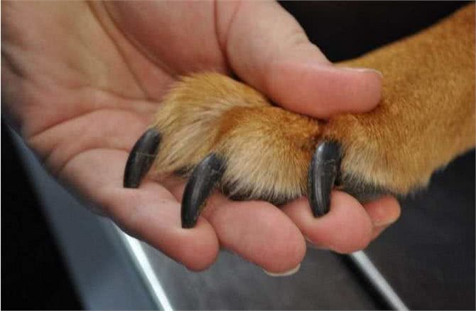 狗狗用爪子扒拉你,其实是在暗示这些事