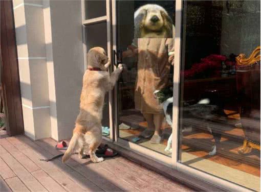 狗狗用爪子扒拉你,其实是在暗示这些事