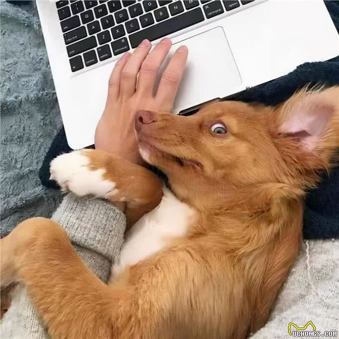 狗狗用爪子扒拉你,其实是在暗示这些事