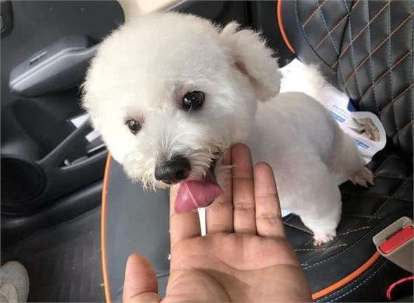 狗狗用爪子扒拉你,其实是在暗示这些事