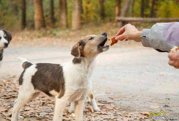 狗狗用爪子扒拉你,其实是在暗示这些事