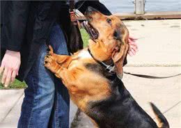 狗狗用爪子扒拉你，其实是在暗示这些事