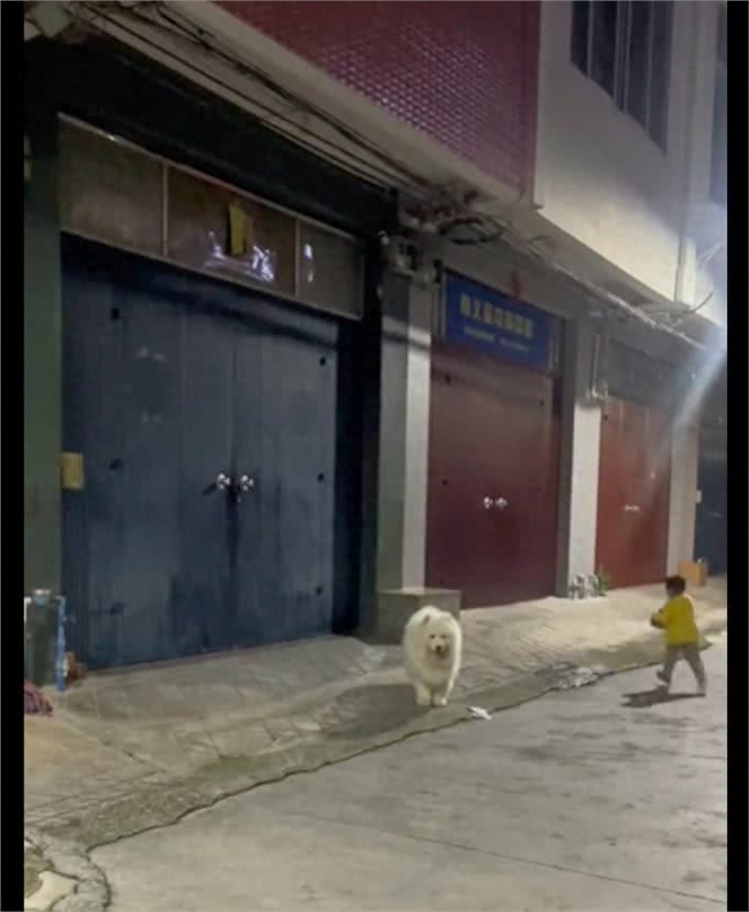 萨摩耶去找好朋友玩,站在对方家门口不敢叫就傻等着,社恐小狗啊