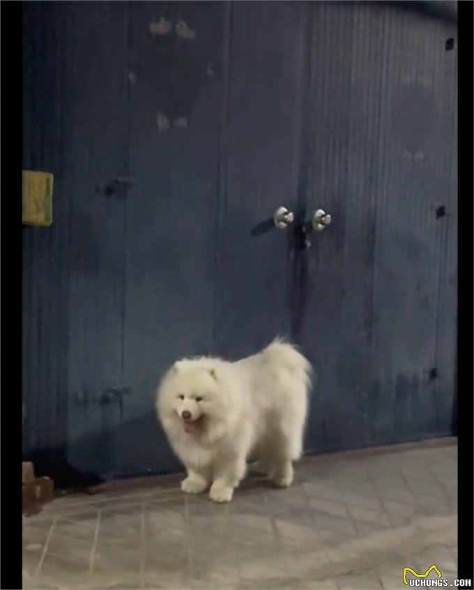 萨摩耶去找好朋友玩,站在对方家门口不敢叫就傻等着,社恐小狗啊